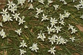 StarOfBethlehem - Ornithogalum